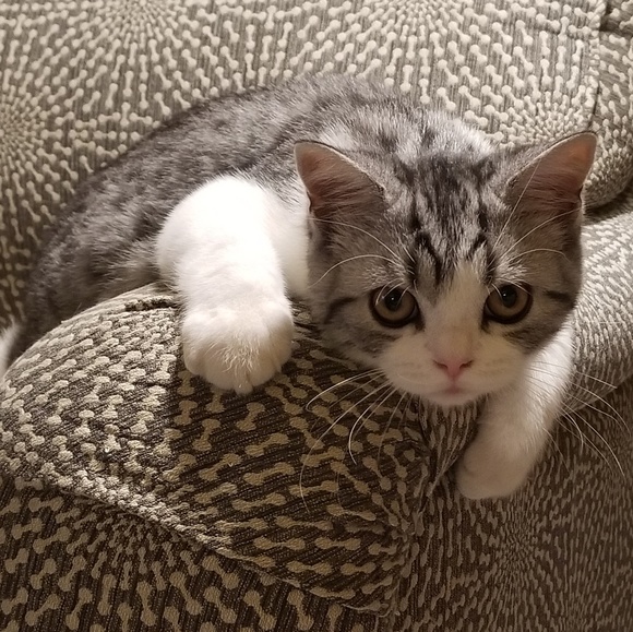 Meet your Posher, Lori - Picture 2 of 4